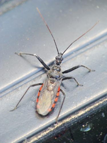 Réf. 235 597 : Sphedanolestes sanguineus