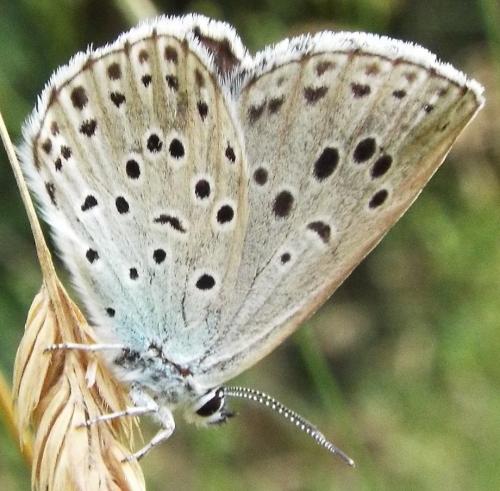 Réf. 235 330 : Phengaris arion