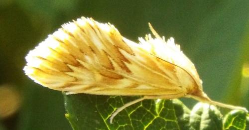 Cynaeda dentalis