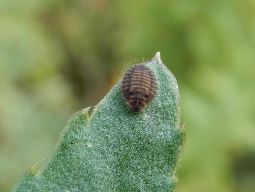 Platynaspis luteorubra