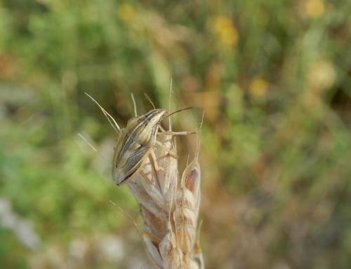 Aelia acuminata