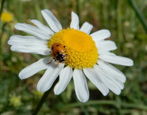 Hippodamia variegata