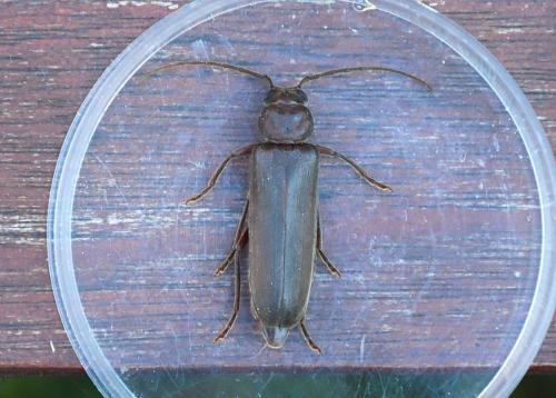 Arhopalus sp.
