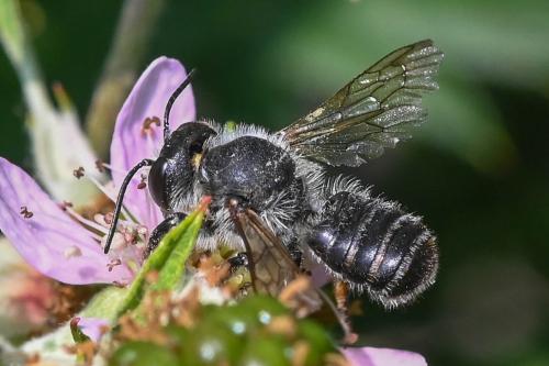 Réf. 235 824 : Megachile sp.