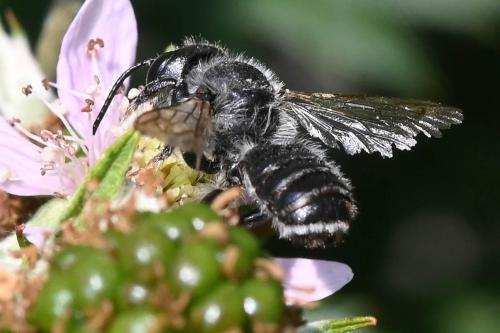 Megachile sp.
