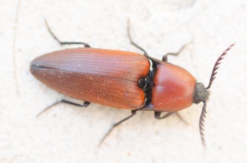 Elater ferrugineus