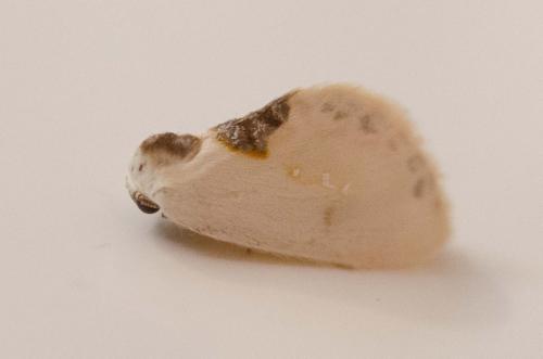 Cilix sp.