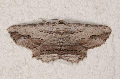 Menophra abruptaria