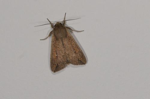 Mythimna unipuncta