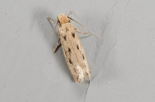 Anomalotinea liguriella