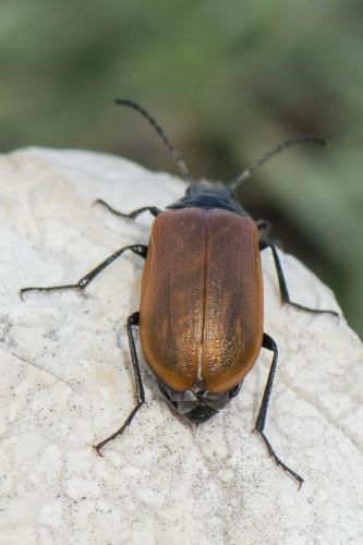 Réf. 235 407 : Omophlus sp.