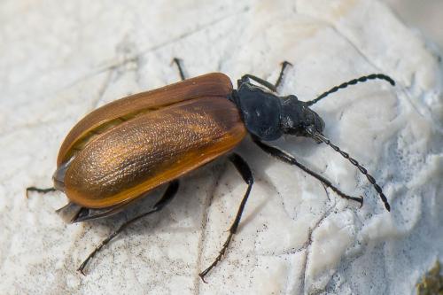 Réf. 235 094 : Omophlus sp.