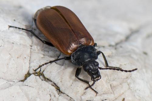 Omophlus sp.
