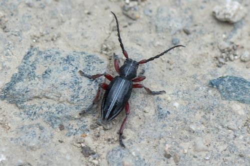 Dorcadion pedestre