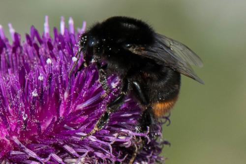Bombus sp.