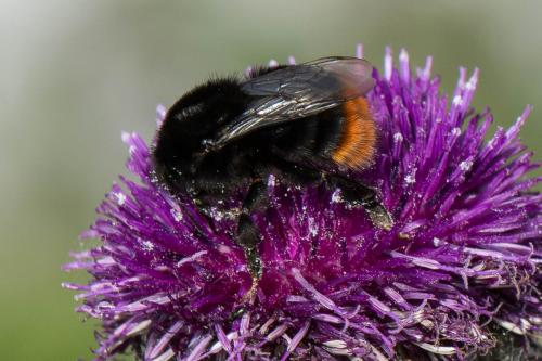 Bombus sp.