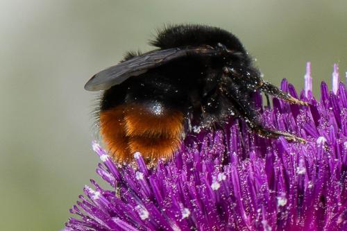 Réf. 235 158 : Bombus sp.