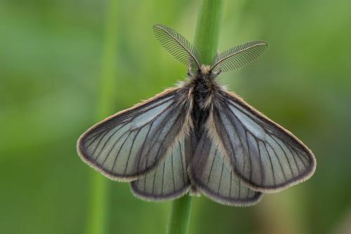 Réf. 235 453 : Penthophera morio