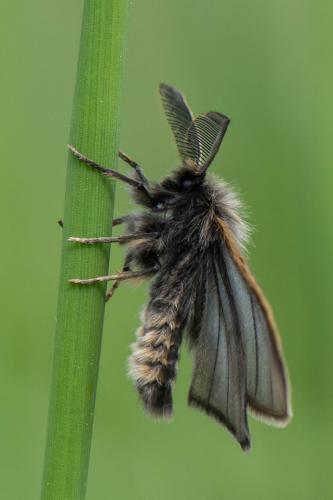 Réf. 235 454 : Penthophera morio