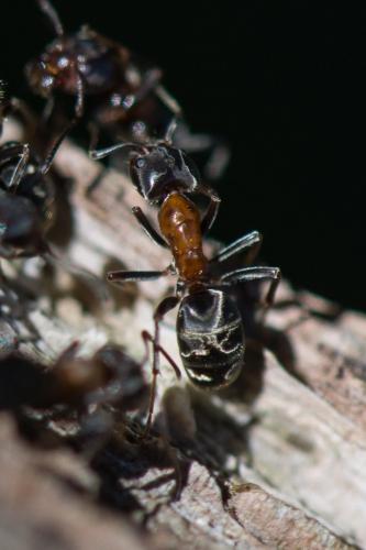 Liometopum microcephalum