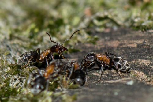Liometopum microcephalum