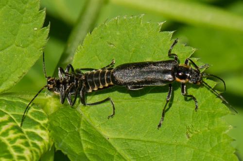 Réf. 235 991 : Cantharis paradoxa