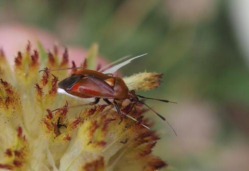 Réf. 235 976 : Deraeocoris ruber