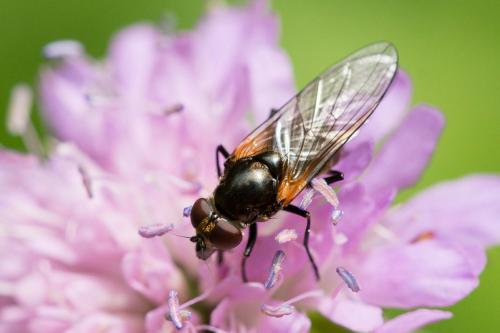 Cheilosia personata