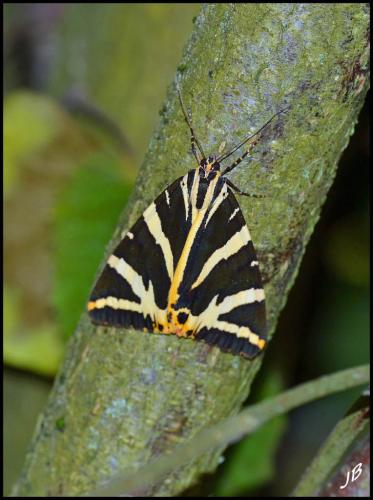 Euplagia quadripunctaria