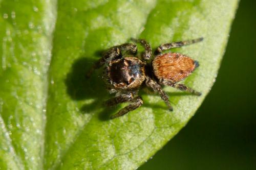 Réf. 235 005 : Evarcha falcata