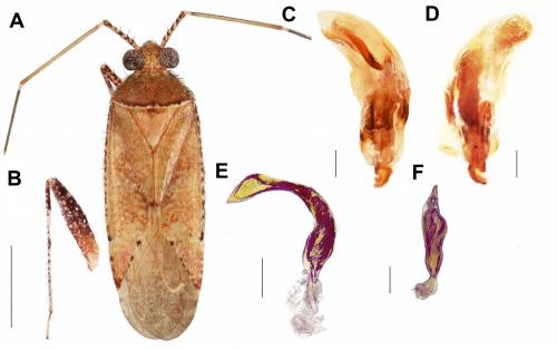 Phytocoris carapezzai