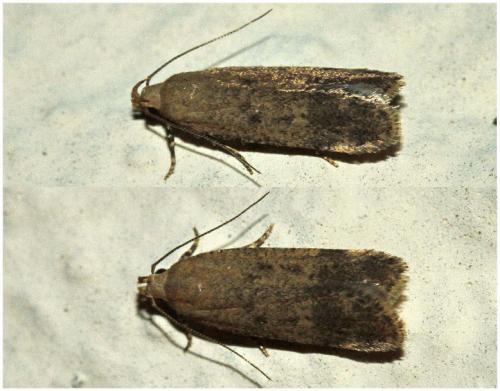 Pexicopia malvella