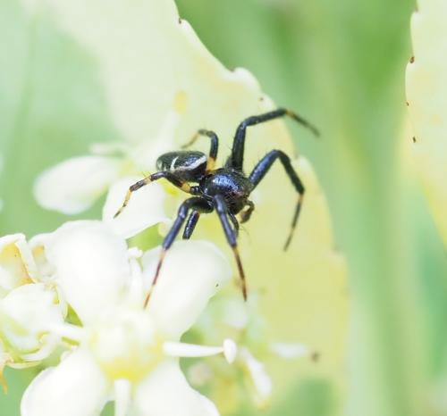 Réf. 235 340 : Synema globosum