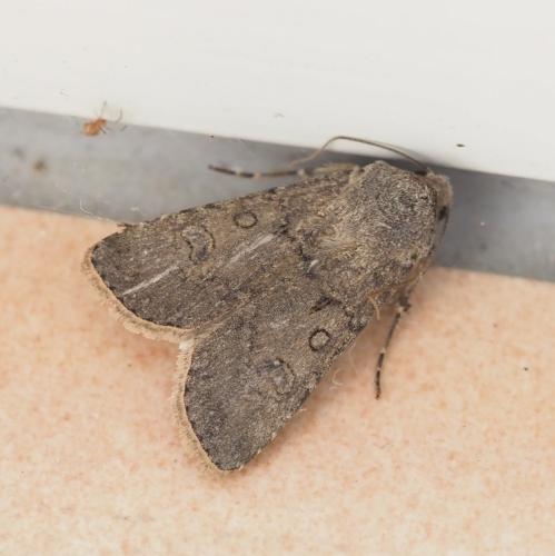 Réf. 235 204 : Agrotis segetum