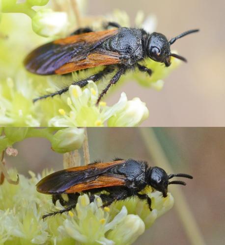 Scolia sexmaculata