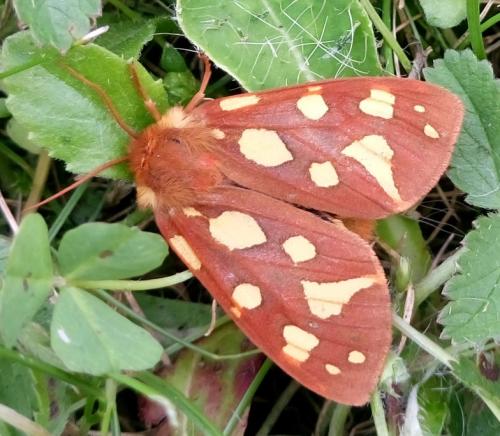 Réf. 235 713 : Hyphoraia testudinaria