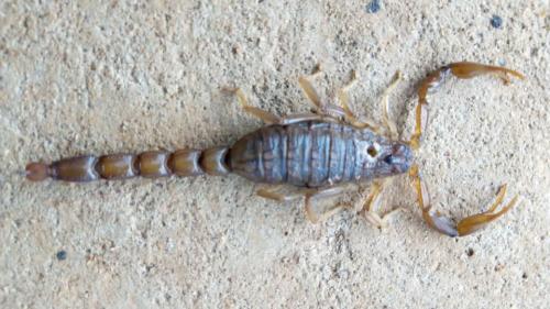 Androctonus amoreuxi