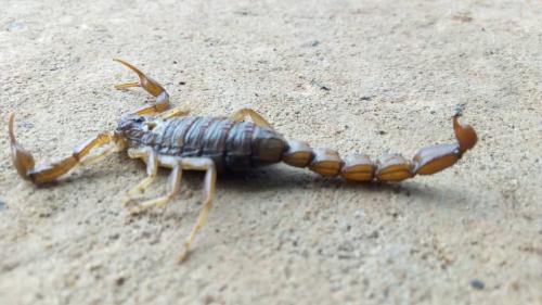 Androctonus amoreuxi