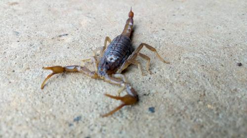 Androctonus amoreuxi