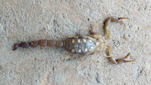 Androctonus amoreuxi