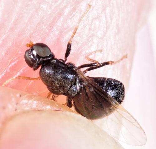 Pachygaster atra
