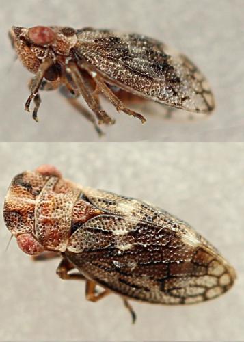 Réf. 235 710 : Ulopa reticulata