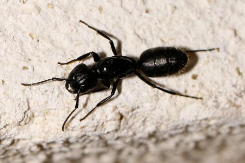 Réf. 235 127 : Camponotus vagus