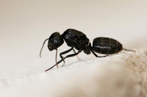 Réf. 235 128 : Camponotus vagus