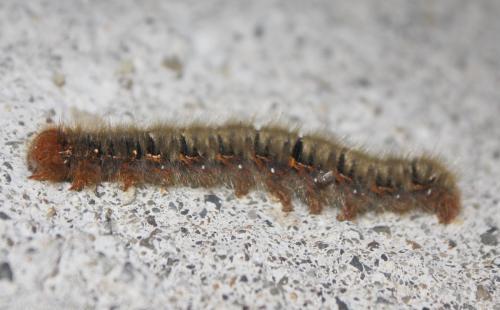 Lasiocampa quercus