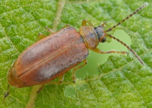 Galerucella lineola