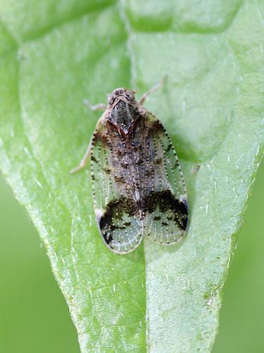 Cixius cunicularius