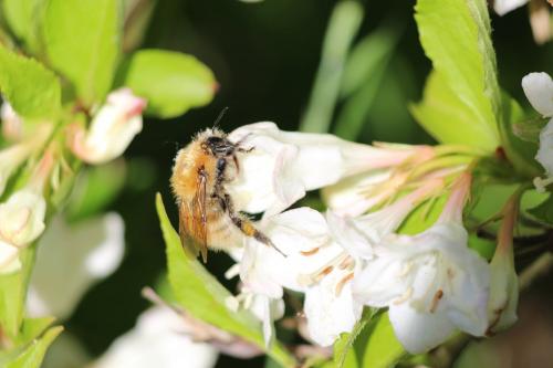 Bombus humilis