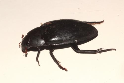 Réf. 235 588 : Hydrophilus piceus