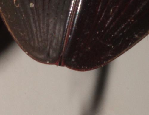 Réf. 235 589 : Hydrophilus piceus